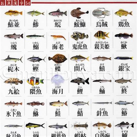 魚類大全|魚の一覧とは？ 意味をやさしく解説